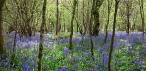 Savernake Forest Bluebells