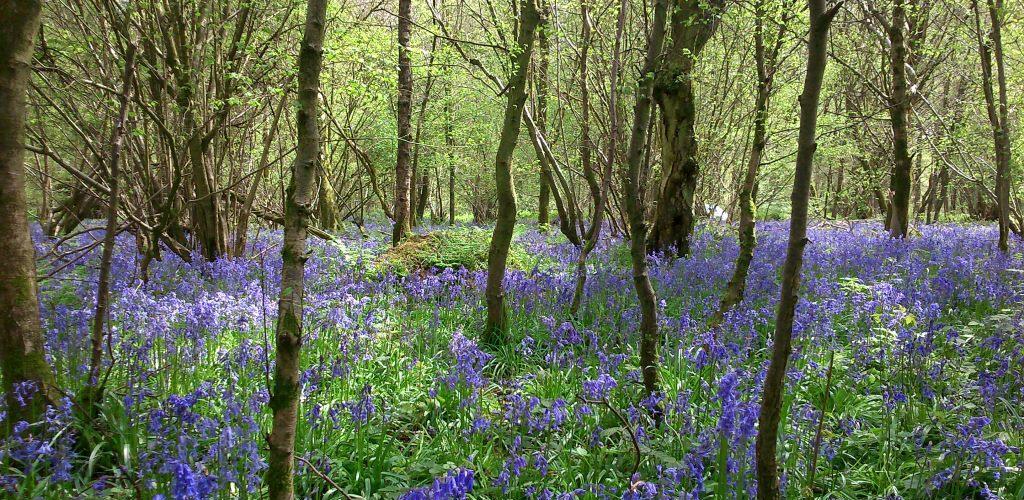 Savernake Forest Bluebells