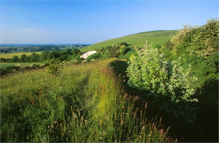 Ham-Hill-Nature-Reserve