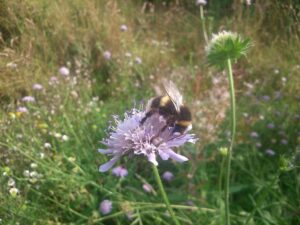 Scabious & Bee c