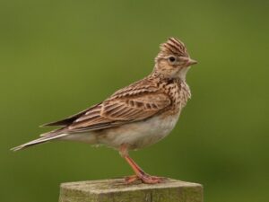 Skylark