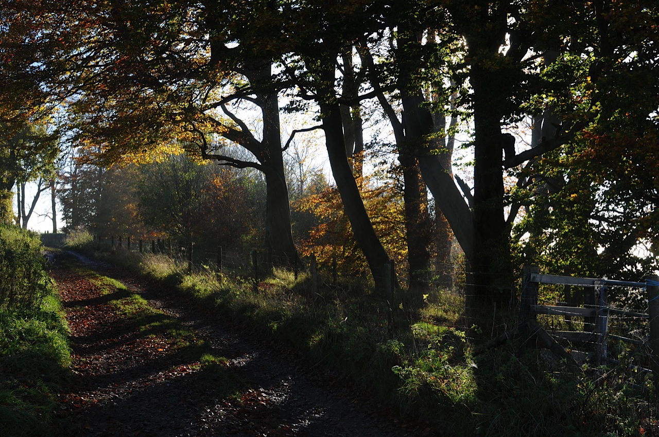 Pewsey Autumnal Mist 2