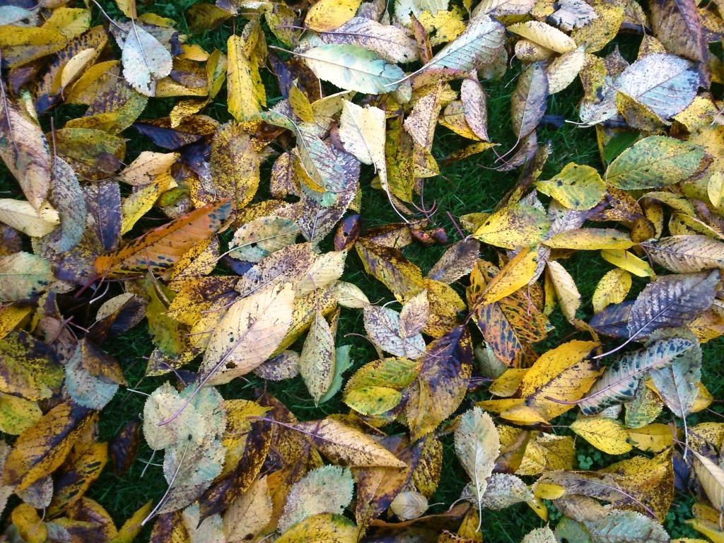 autumn-leaves