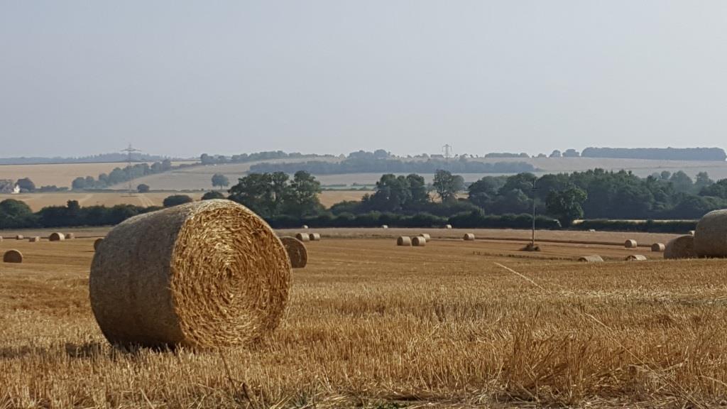 Bales at harvest