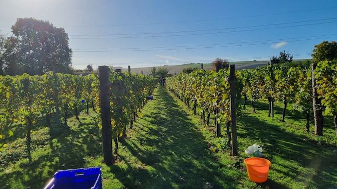 2022-10-Southcott-Pickers-c