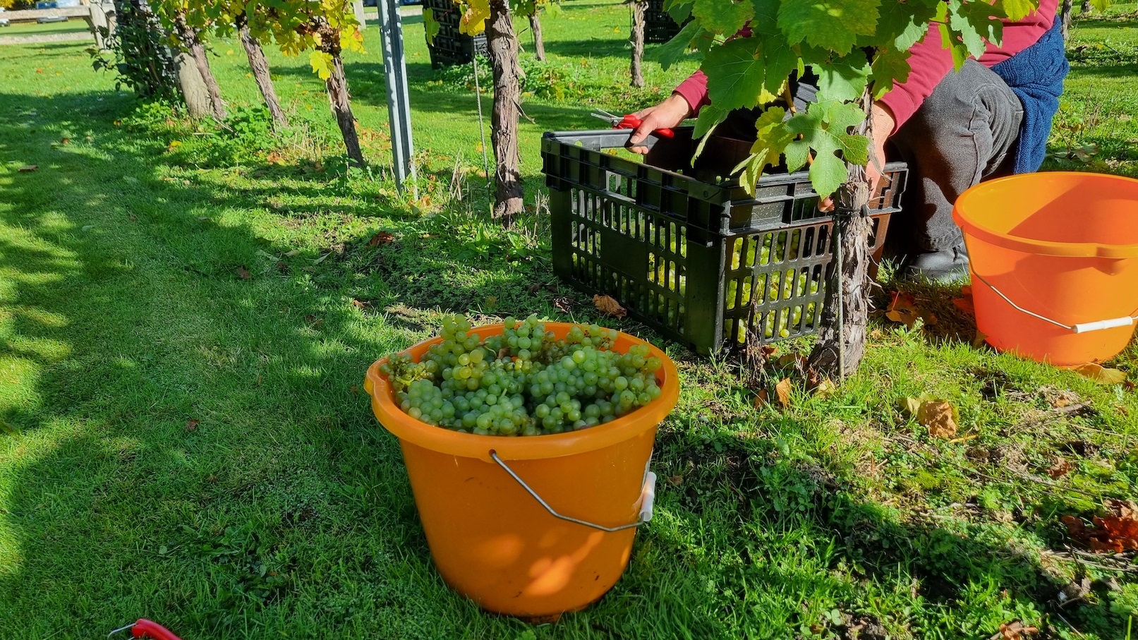 2022-10-Southcott-buckets-c