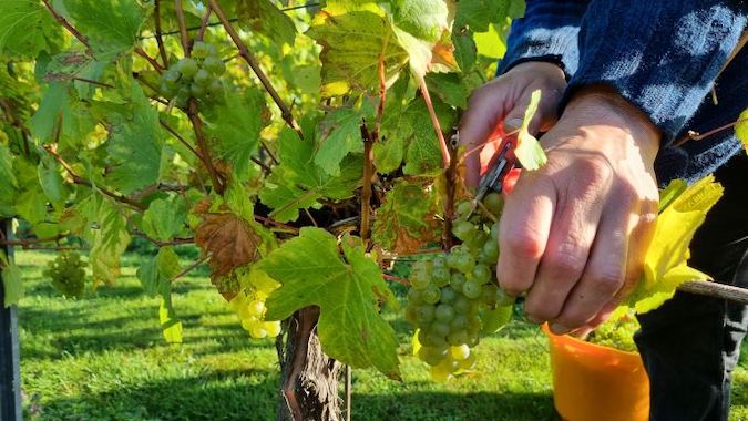 2022-10-Southcott-picking-grapes-c