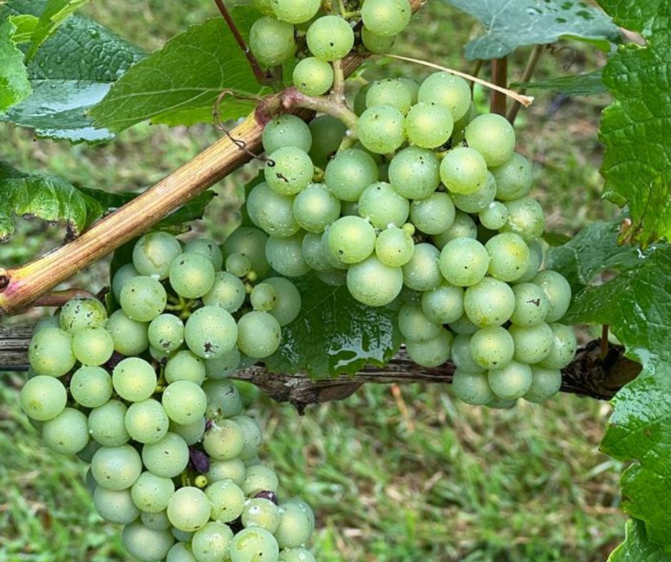 Southcott-grapes