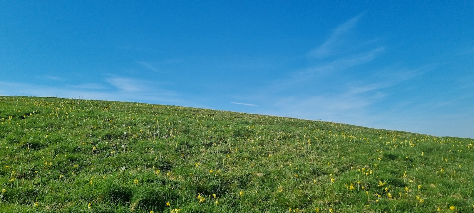 2025-05-01 Wexcombe Down Cowslips