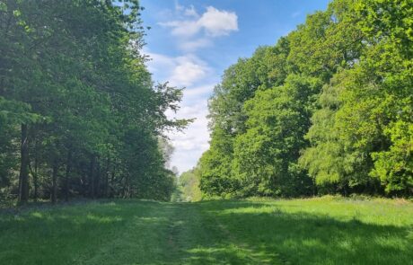 Views between the brails