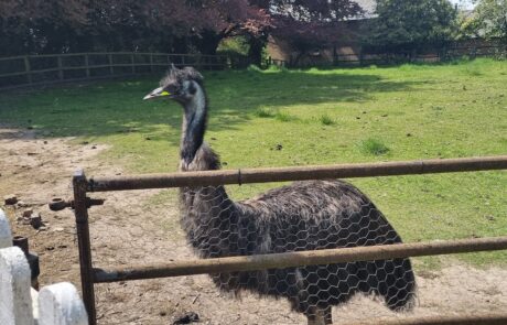 Wilton Manor Farm Emu