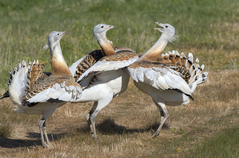 Great Bustard
