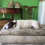 Digger & Mojo Digger & Mojo