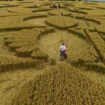 Crop Circle Visitor Centre & Exhibition Crop Circle Visitor Centre & Exhibition