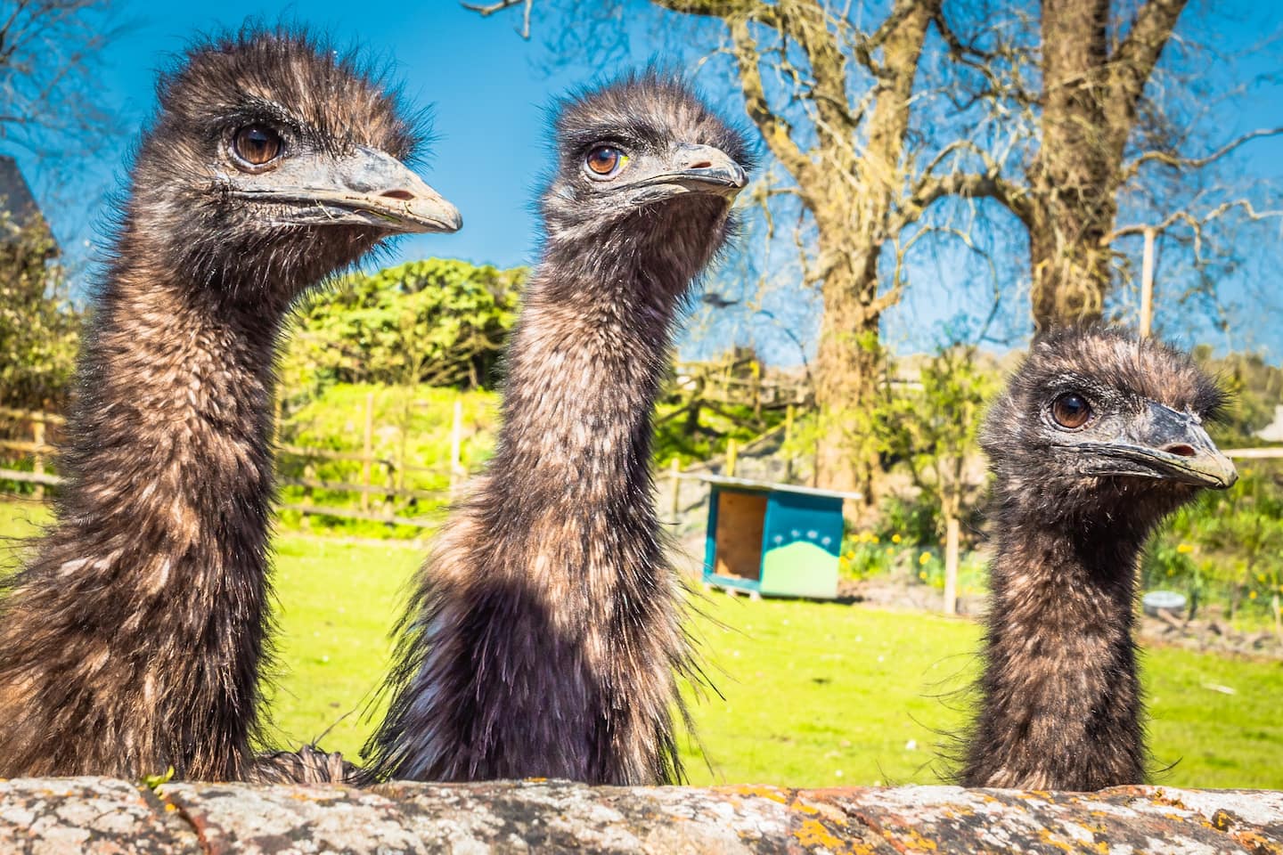 l40280_40289_Manor-Farm-Wilton-Emus