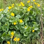 Walking Wiltshire Walking Wiltshire