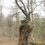 Walking Wiltshire Walking Wiltshire