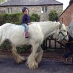 White Horse Gypsy Caravans