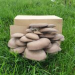 Mushroom Culture Mushroom Culture