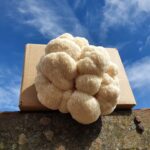 Mushroom Culture Mushroom Culture