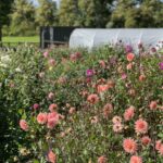 Bulb to Bunch Bulb to Bunch