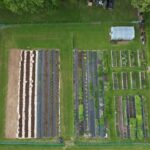 Bulb to Bunch Bulb to Bunch