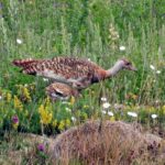 Great Bustard Group