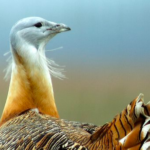 Great Bustard Group