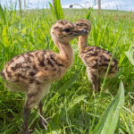 Great Bustard Group