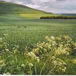 Alton Barnes White Horse, Milk Hill