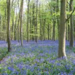 Savernake Forest