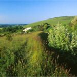 Ham Hill Nature Reserve