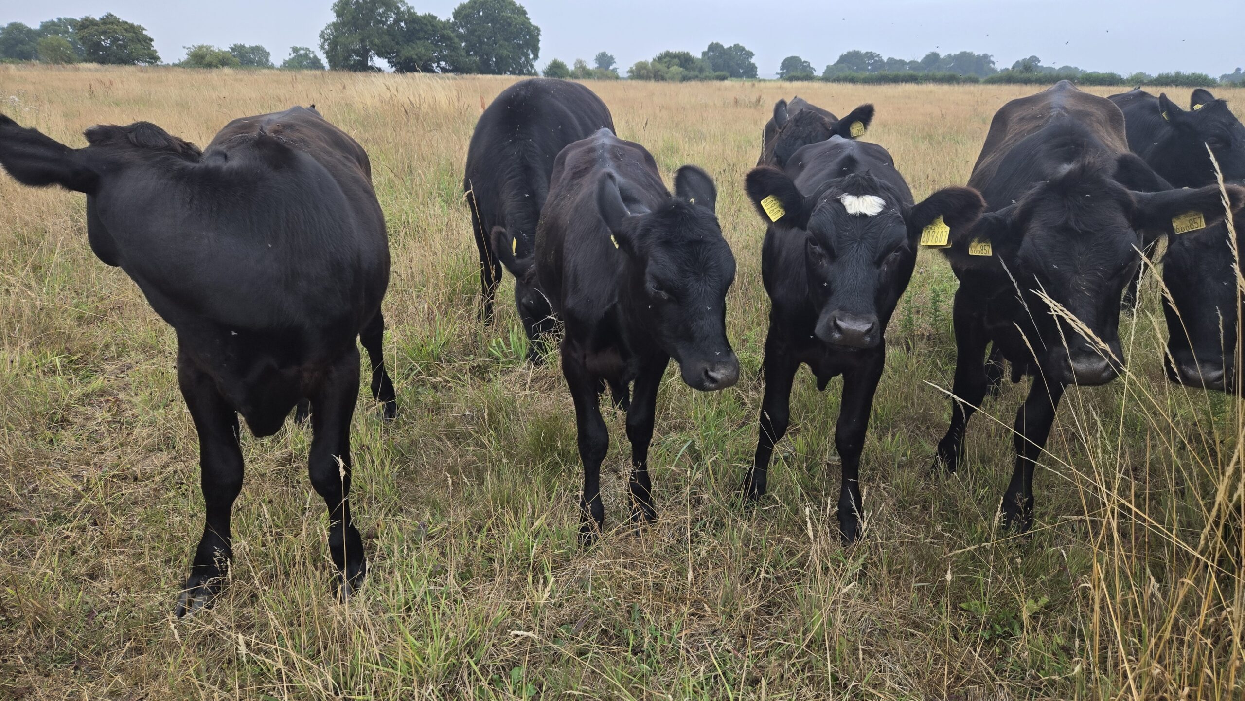 18 Cocklebury Farm Cows